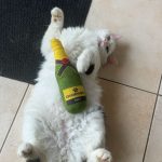 Oscar Mon Chat  Européen Femelle - Garde d'animaux à domicile
