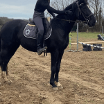 Laska Mon Cheval  Trotteur Français Femelle - Garde d'animaux à domicile