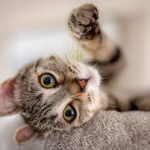 Taïna Mon Chat  Européen Femelle stérilisée - Garde d'animaux à domicile