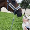 Images de profil de Marie-Lou - Blooming Pets - Petsitting et garde d'animaux à domicile