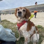 Oméga Mon Chien  Épagneul Breton Femelle - Garde d'animaux à domicile