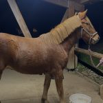 Jumper Mon Cheval  Origine Non Constatée (ONC) Mâle stérilisé - Garde d'animaux à domicile