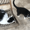 Matt - Blooming Pets - Petsitting et garde d'animaux à domicile