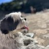Images de profil de Matt - Blooming Pets - Petsitting et garde d'animaux à domicile