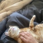 Garfield Mon Chat  Croisé Mâle - Garde d'animaux à domicile