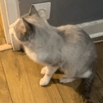 Cookie Mon Chat  Siamois Mâle stérilisé - Garde d'animaux à domicile