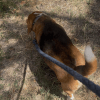 Images de profil de Maïlys - Blooming Pets - Petsitting et garde d'animaux à domicile