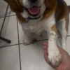 Images de profil de Maïlys - Blooming Pets - Petsitting et garde d'animaux à domicile