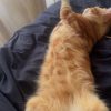 Images de profil de Maïlys - Blooming Pets - Petsitting et garde d'animaux à domicile