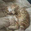 Images de profil de Maïlys - Blooming Pets - Petsitting et garde d'animaux à domicile