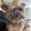 Images de profil de Maïlys - Blooming Pets - Petsitting et garde d'animaux à domicile