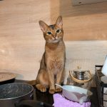 SIMBA Mon Chat  Abyssin Mâle - Garde d'animaux à domicile