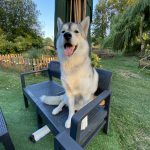 Tawa Tawa Mon Chien Siberian Husky Femelle - Garde d'animaux Ă domicile