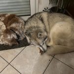 Folk Folk Mon Chien Ăpagneul Breton MĂąle - Garde d'animaux Ă domicile