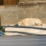 Gary Gary Mon Chien Labrador Retriever MĂąle - Garde d'animaux Ă domicile