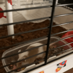 Ratatouille Ratatouille Ma Souris Husky Femelle - Garde d'animaux Ă domicile