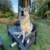 Images de profil de melissa - Blooming Pets - Petsitting et garde d'animaux à domicile