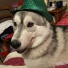 Images de profil de melissa - Blooming Pets - Petsitting et garde d'animaux à domicile