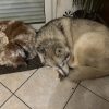 Images de profil de melissa - Blooming Pets - Petsitting et garde d'animaux à domicile