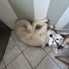Images de profil de melissa - Blooming Pets - Petsitting et garde d'animaux à domicile