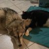 Images de profil de melissa - Blooming Pets - Petsitting et garde d'animaux à domicile