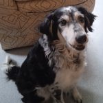 Jenah Mon Chien  Border Collie Femelle - Garde d'animaux à domicile