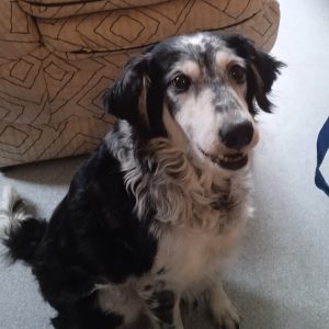 Images de profil de mélanie - Blooming Pets - Petsitting et garde d'animaux à domicile
