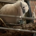 Pompom Mon Lapin  Nain Mâle - Garde d'animaux à domicile