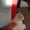 Images de profil de Mélyssandre - Blooming Pets - Petsitting et garde d'animaux à domicile