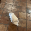 Images de profil de Mélyssandre - Blooming Pets - Petsitting et garde d'animaux à domicile