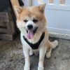Images de profil de mignellie - Blooming Pets - Petsitting et garde d'animaux à domicile