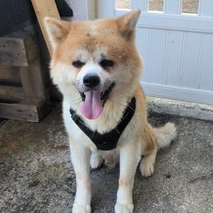 Images de profil de mignellie - Blooming Pets - Petsitting et garde d'animaux à domicile