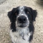 Jazz Mon Chien  Border Collie Mâle - Garde d'animaux à domicile