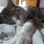 Cayenne Mon Chat  Européen Mâle stérilisé - Garde d'animaux à domicile