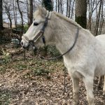 Nikita Mon Cheval  Poney Français de Selle Femelle - Garde d'animaux à domicile