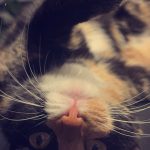 Titi Mon Chat  Européen Femelle - Garde d'animaux à domicile
