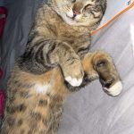 Sloogy Mon Chat  Européen Mâle stérilisé - Garde d'animaux à domicile