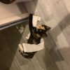 Images de profil de Mélina - Blooming Pets - Petsitting et garde d'animaux à domicile