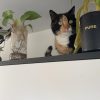 Images de profil de Mélina - Blooming Pets - Petsitting et garde d'animaux à domicile