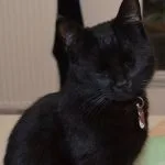 Réglisse Mon Chat  Européen Mâle stérilisé - Garde d'animaux à domicile