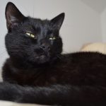 Mystère Mon Chat  Européen Mâle stérilisé - Garde d'animaux à domicile