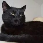 Mystère Mon Chat  Européen Mâle stérilisé - Garde d'animaux à domicile