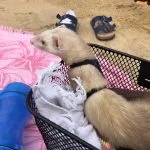 Éclaire Mon Furet  Champagne Femelle stérilisée - Garde d'animaux à domicile