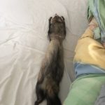 Krokmou Mon Furet  Zibeline (Putoisé) Mâle stérilisé - Garde d'animaux à domicile