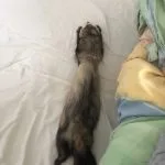 Krokmou Mon Furet  Zibeline (Putoisé) Mâle stérilisé - Garde d'animaux à domicile
