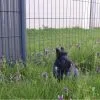 Images de profil de Maïlys - Blooming Pets - Petsitting et garde d'animaux à domicile