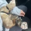 Images de profil de Maïlys - Blooming Pets - Petsitting et garde d'animaux à domicile