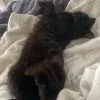 Images de profil de Maïlys - Blooming Pets - Petsitting et garde d'animaux à domicile