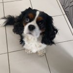 Ramses Mon Chien  Cavalier King Charles Spaniel Mâle - Garde d'animaux à domicile
