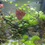 20 Poissons - 220 Litres Mon Aquarium d’eau douce    - Garde d'animaux à domicile